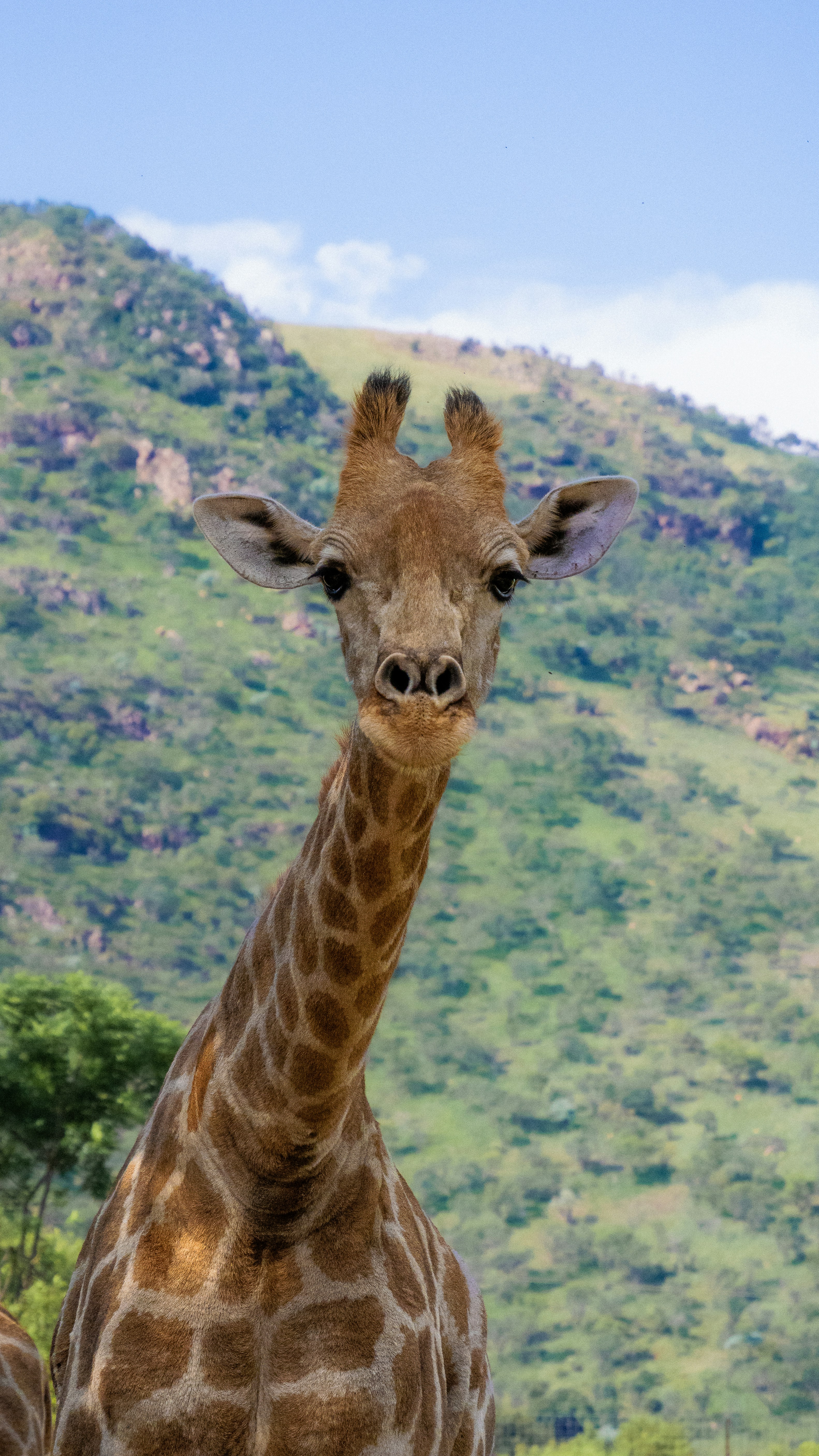 Article 6 Implementation: What It Means for African Carbon Project Developers